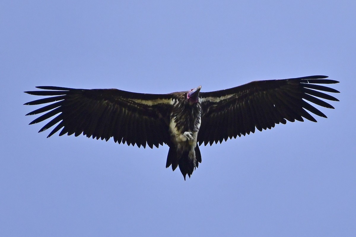Lappet-faced Vulture - ML287081581