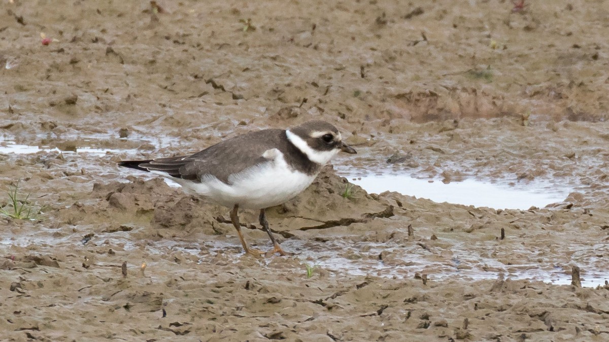 Common Ringed Plover - ML287089681