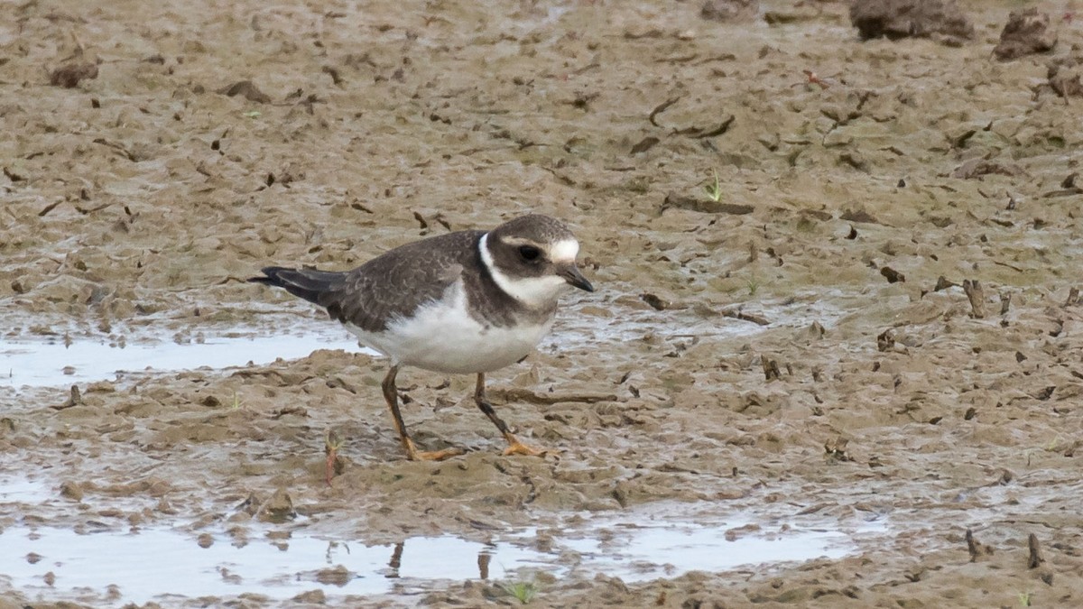 Common Ringed Plover - ML287089691