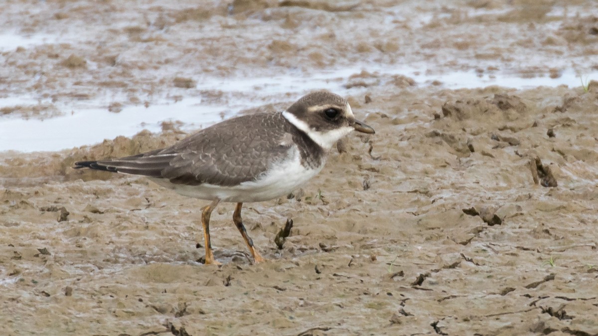 Common Ringed Plover - ML287089701
