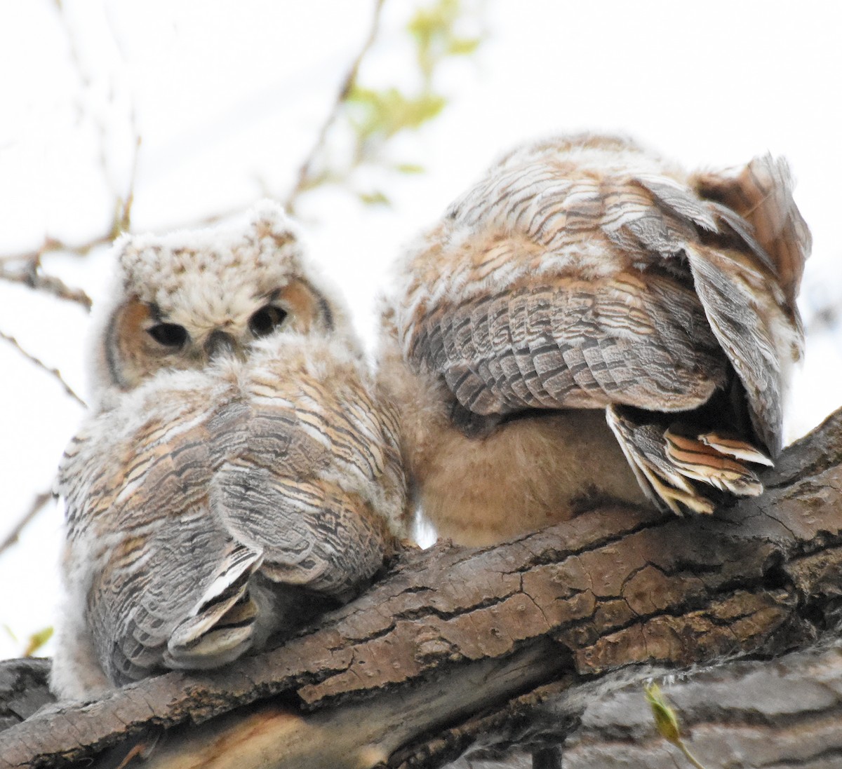 Great Horned Owl - ML28709041