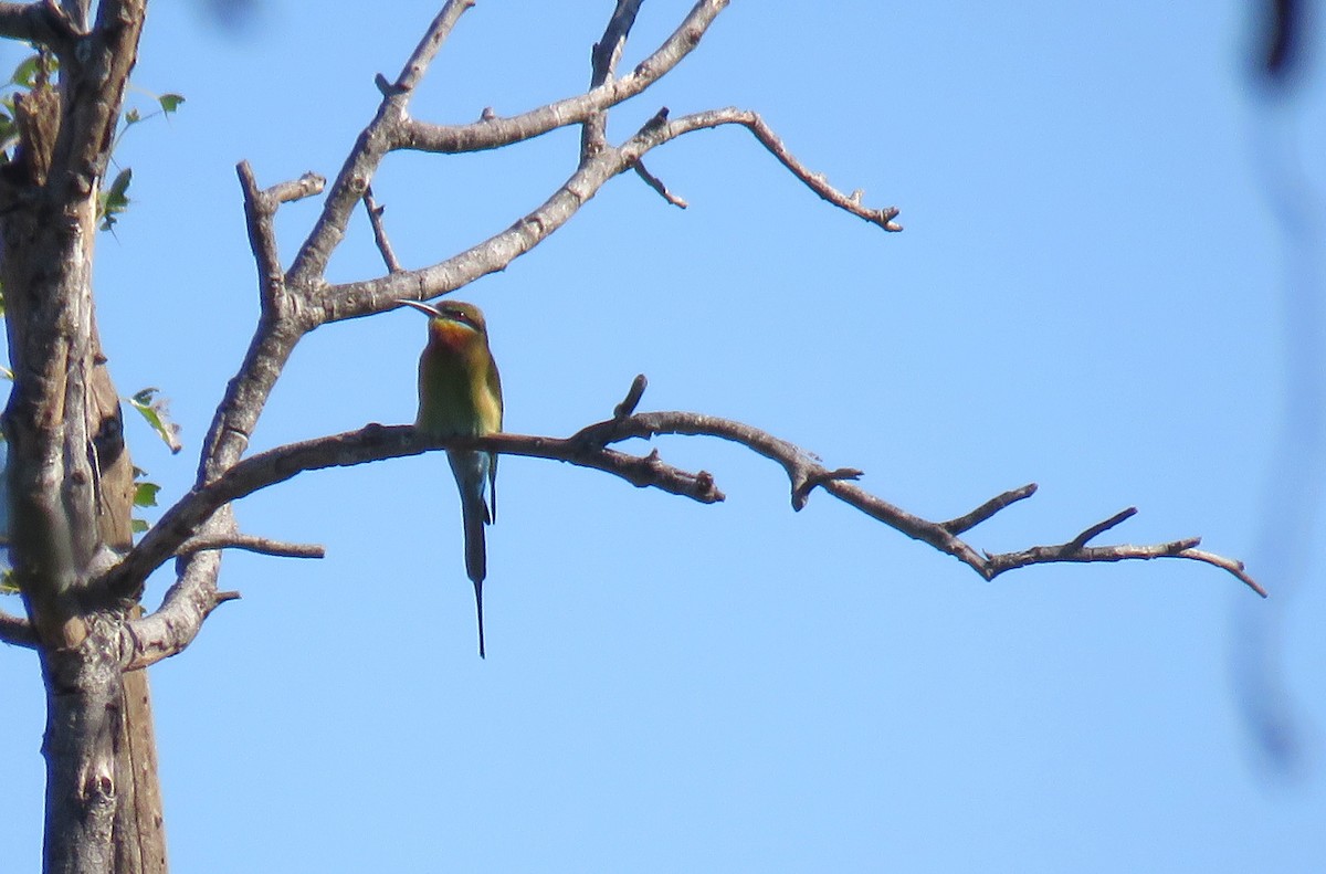 Blue-tailed Bee-eater - Santharam V