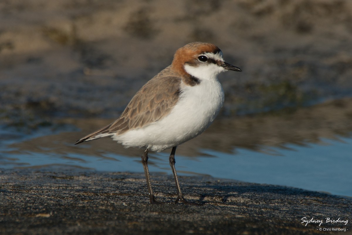 Red-capped Plover - ML287091311