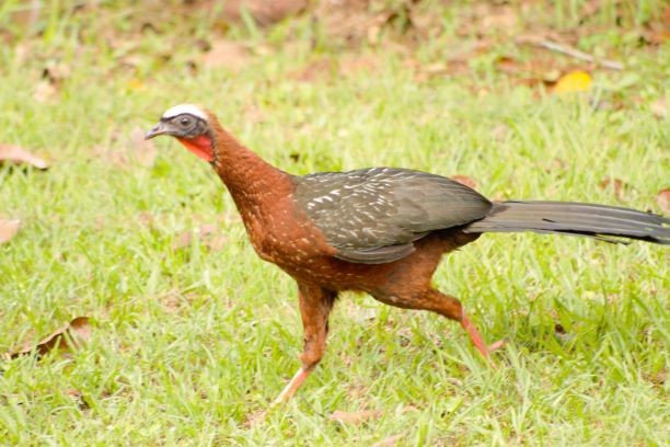 White-crested Guan - ML287092461