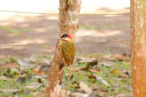 Green-barred Woodpecker - ML287092501