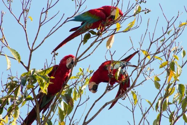 Red-and-green Macaw - ML287092521