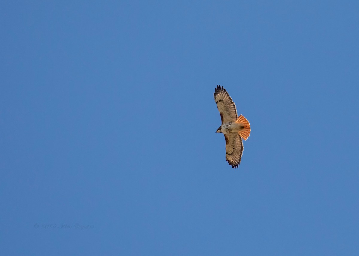 Red-tailed Hawk - ML287095081