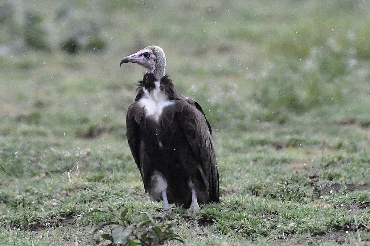 Hooded Vulture - Gerd Schön