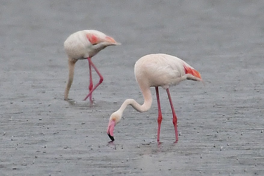 Greater Flamingo - Gerd Schön