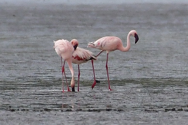 Lesser Flamingo - Gerd Schön