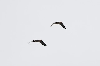Greater White-fronted Goose, ML287096131