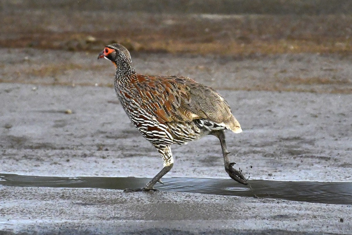 Gray-breasted Spurfowl - ML287096651