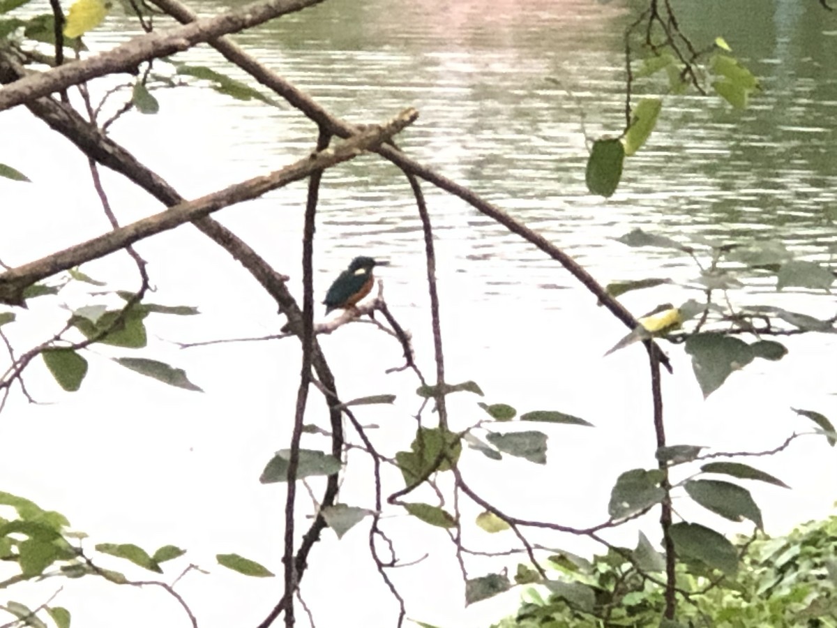 Common Kingfisher - Kevin Yang