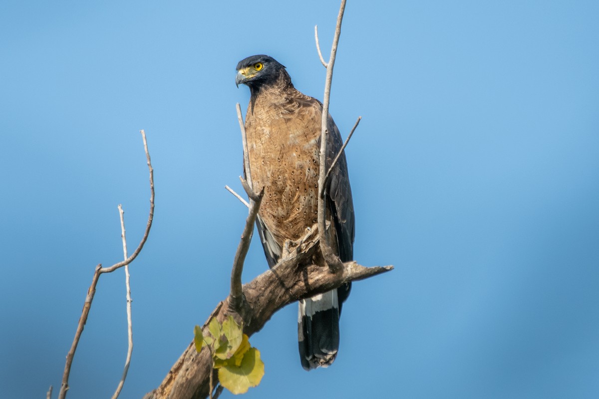 Crested Serpent-Eagle - ML287101221