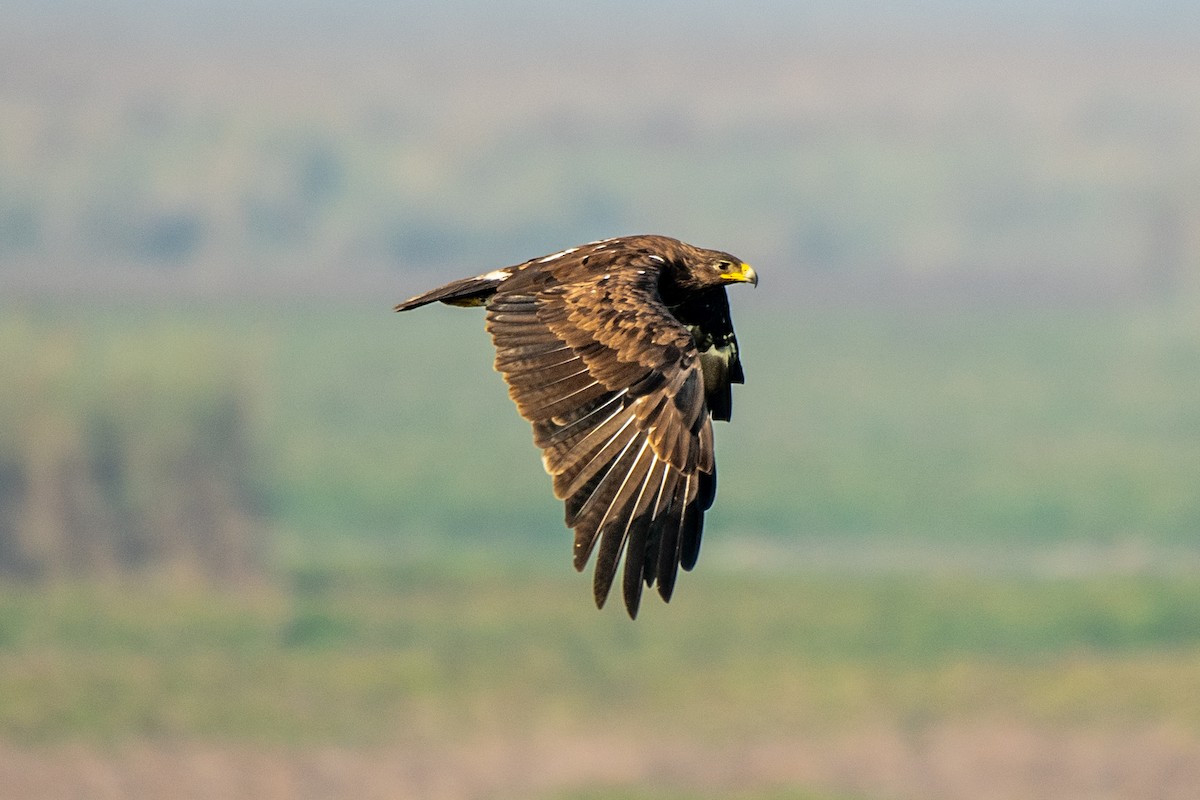 Greater Spotted Eagle - Vivek Saggar