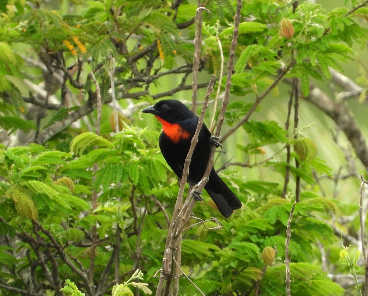 Scarlet-throated Tanager - ML287104051