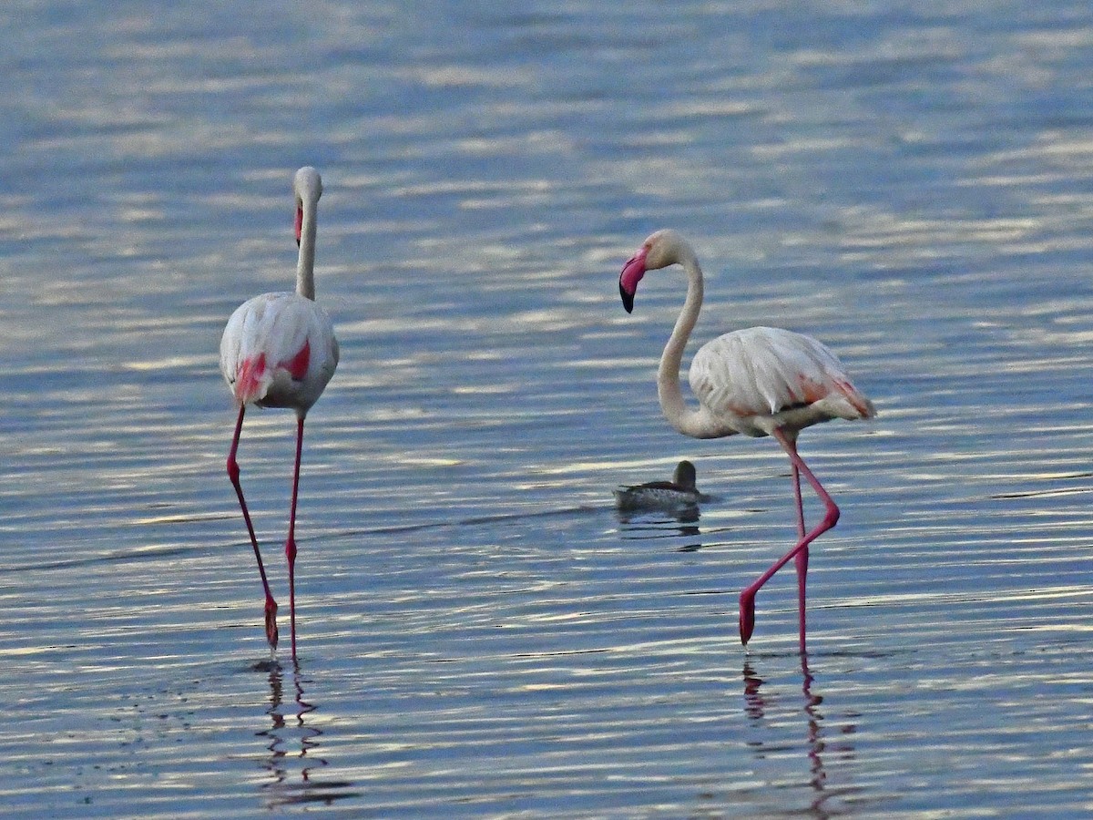 Greater Flamingo - Gerd Schön