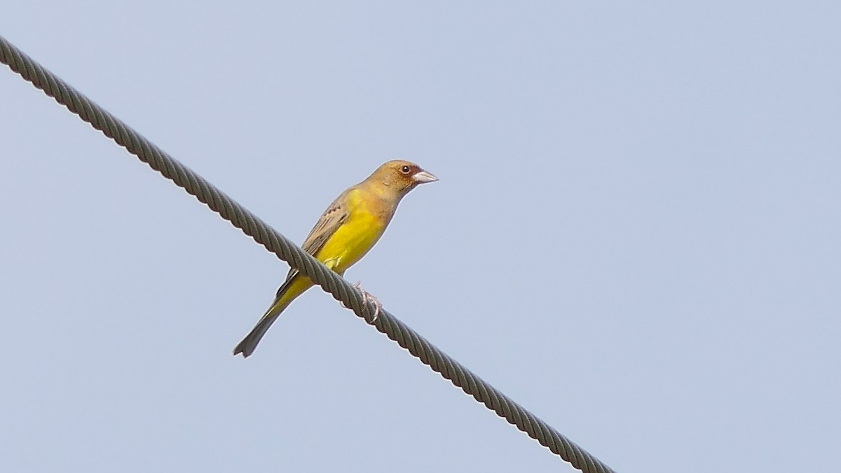 Red-headed Bunting - ML287107291