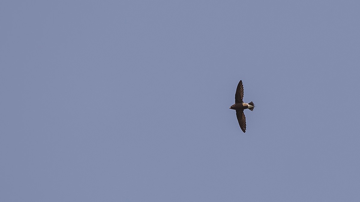 Brown-backed Needletail - ML287107531