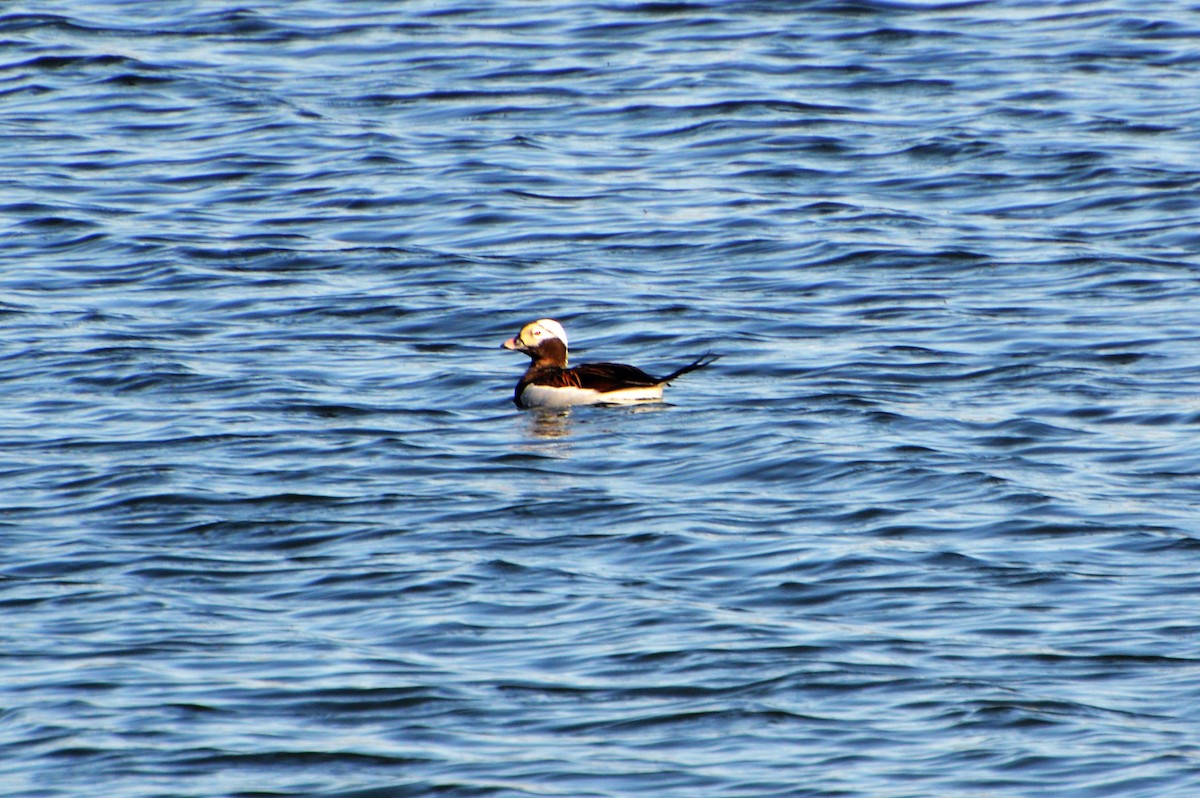 Long-tailed Duck - Robin Collman