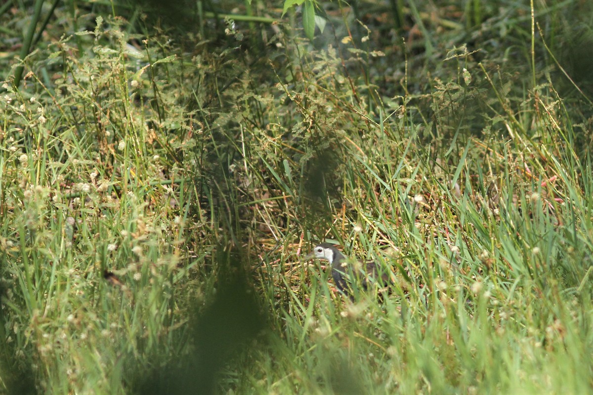 White-breasted Waterhen - clement Rollant