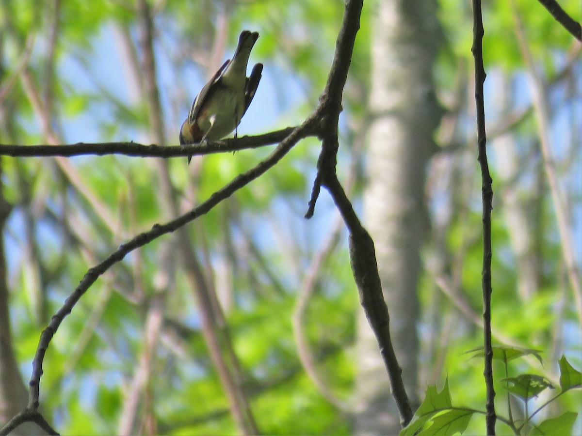 Bay-breasted Warbler - JamEs ParRis