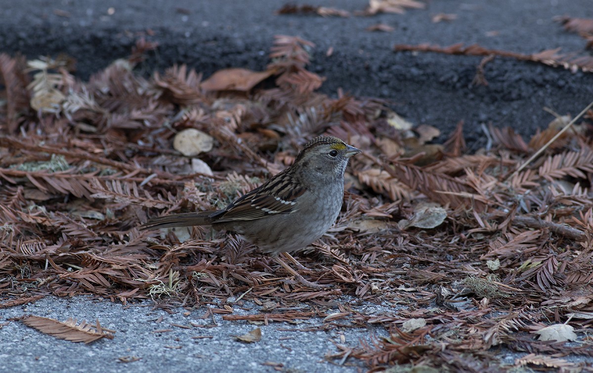 Golden-crowned Sparrow - ML287112021