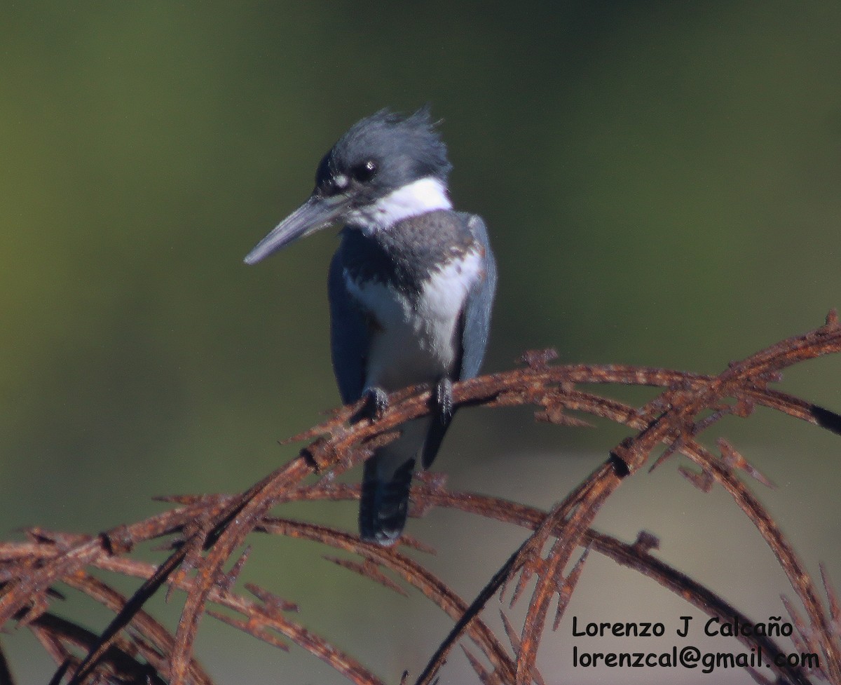 Belted Kingfisher - ML287112051