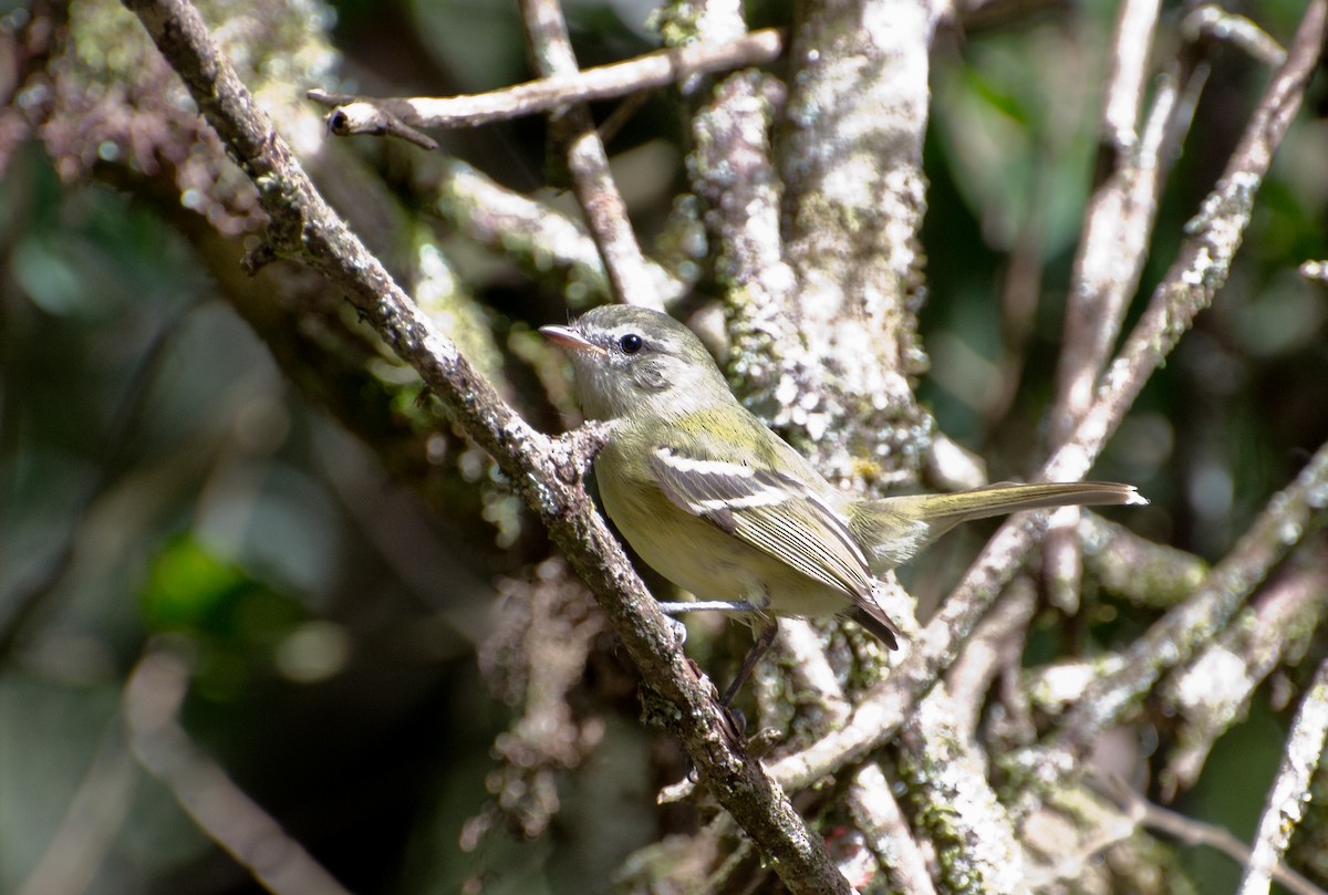 Greenish Tyrannulet - Marcos Eugênio Birding Guide