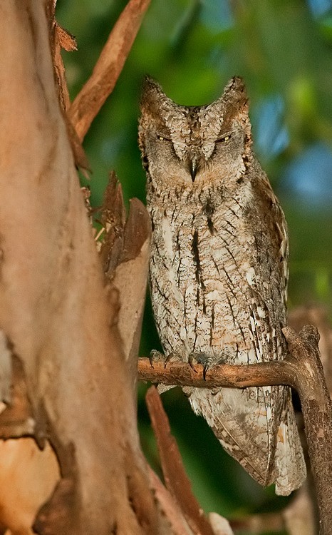 Eurasian Scops-Owl - ML287113181