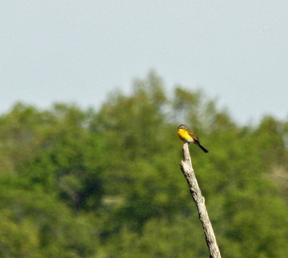 Yellow-breasted Chat - John Carter