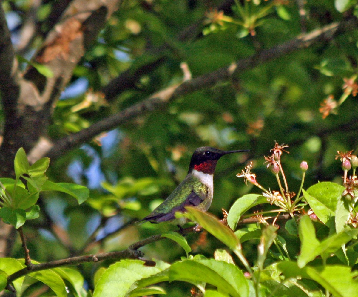Ruby-throated Hummingbird - John Carter