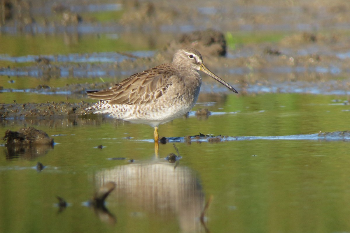 Long-billed Dowitcher - ML287114351