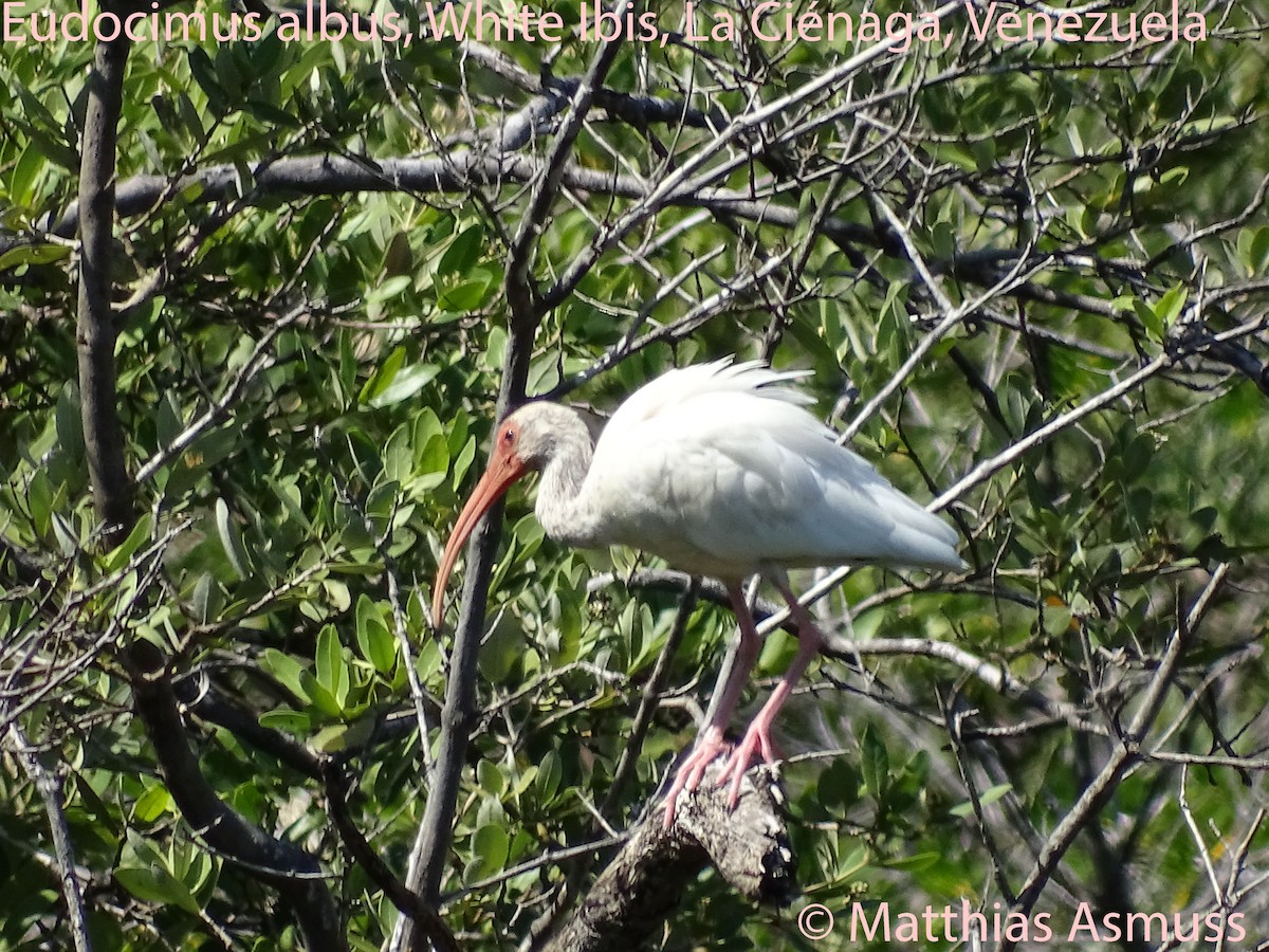 White Ibis - Dilia E. García