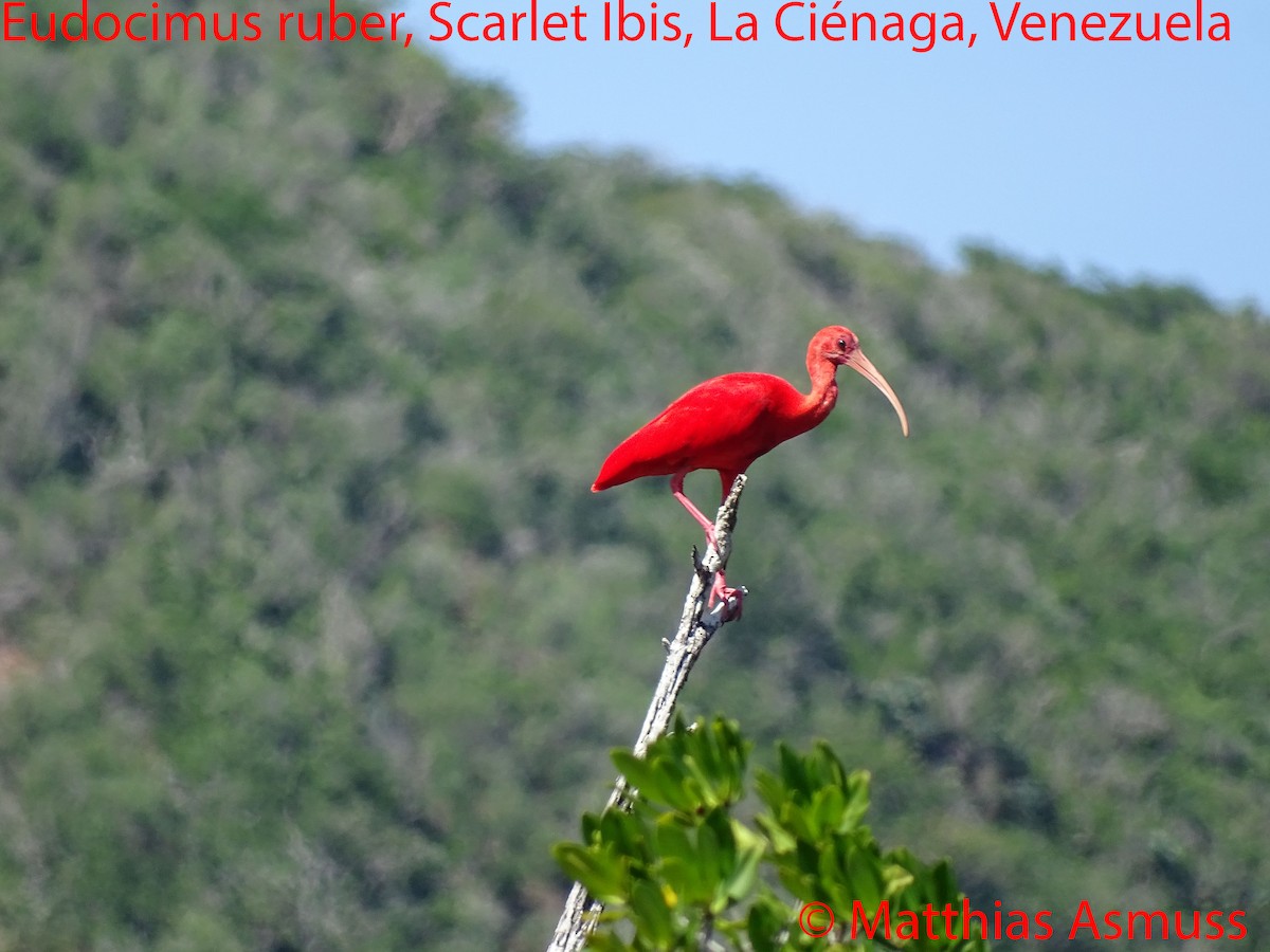 Scarlet Ibis - Dilia E. García