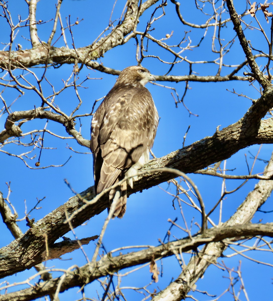 Red-tailed Hawk - ML287117221