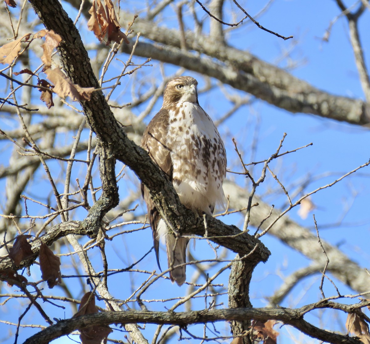 Red-tailed Hawk - ML287117231
