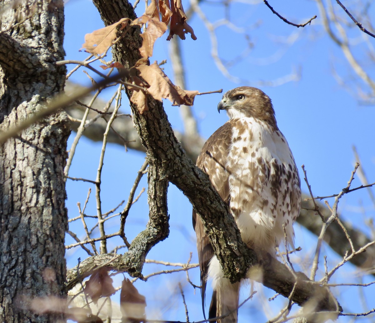 Red-tailed Hawk - ML287117251