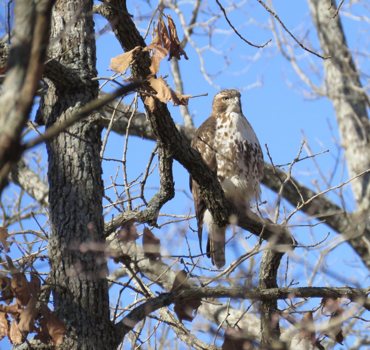 Red-tailed Hawk - ML287117261