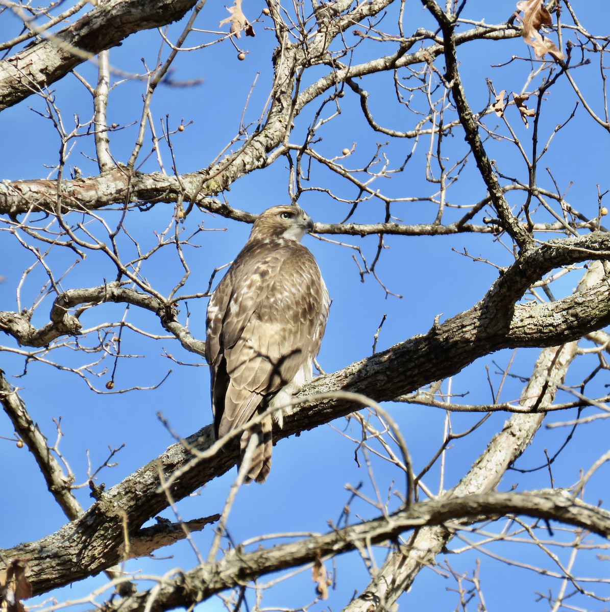 Red-tailed Hawk - ML287117271