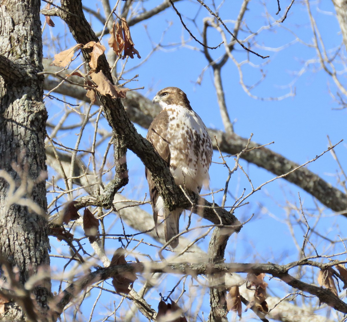 Red-tailed Hawk - ML287117281
