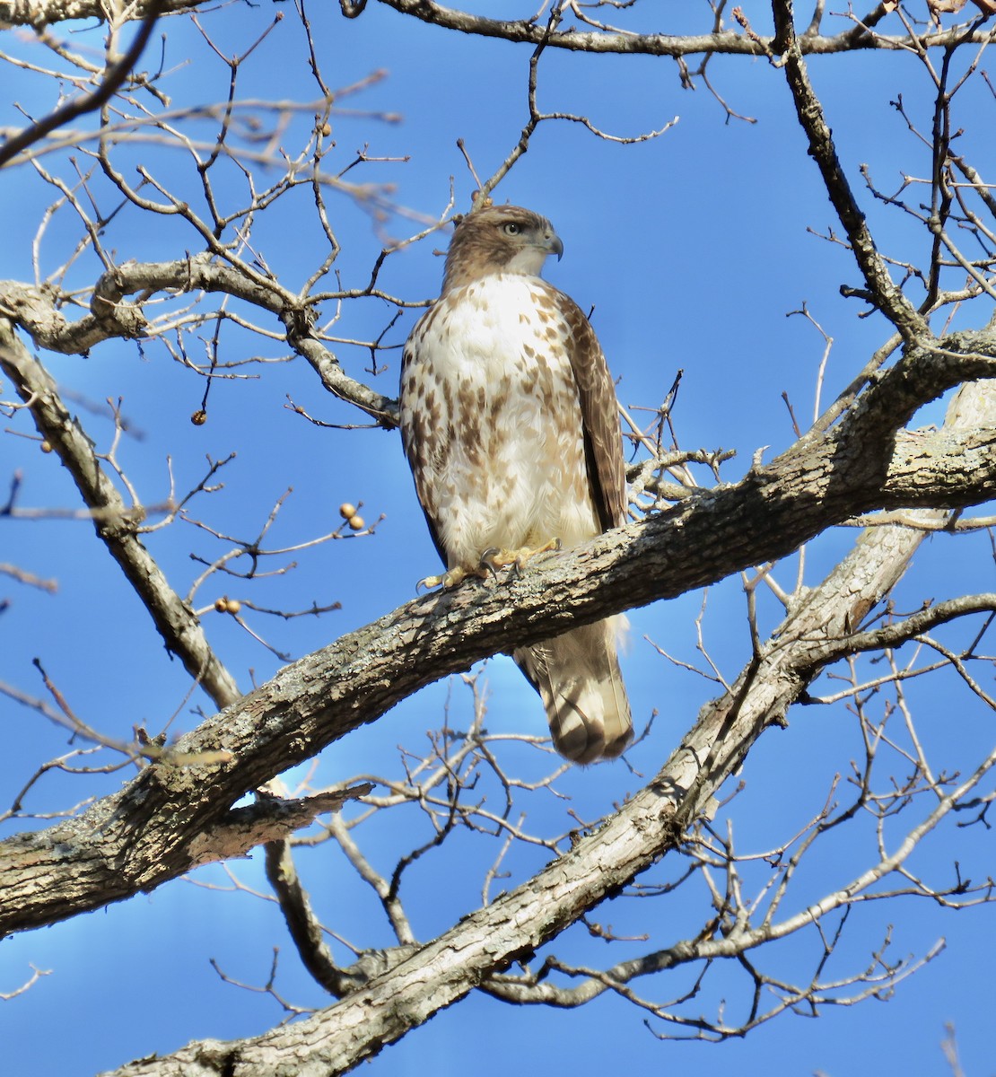 Red-tailed Hawk - ML287117291