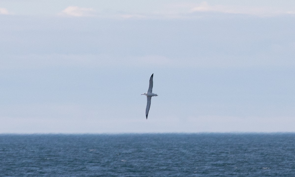 Southern Royal Albatross - Santiago Imberti