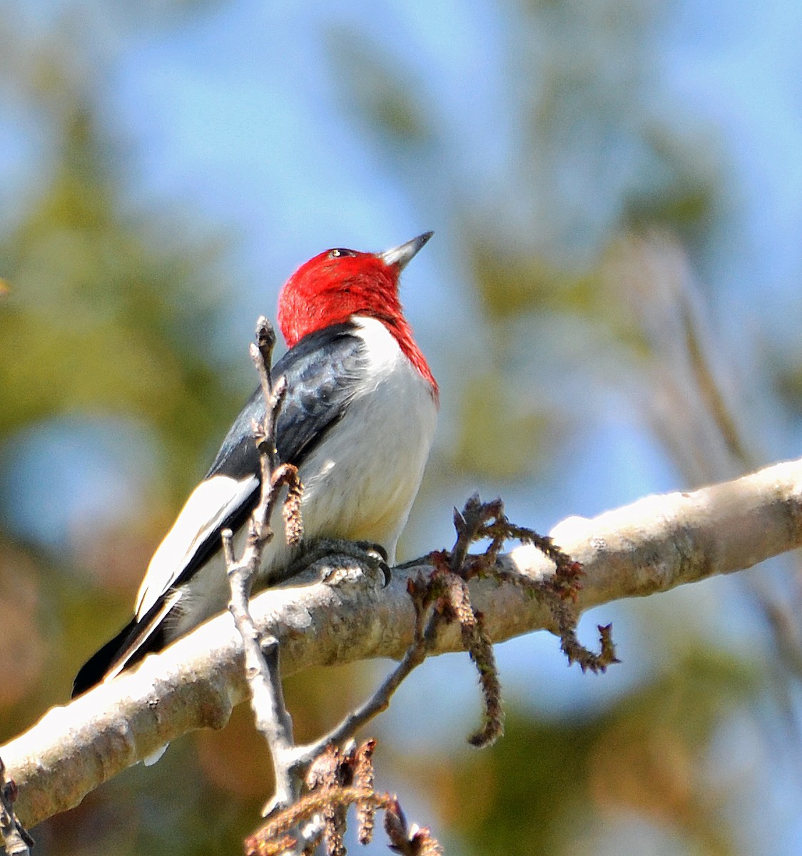 Red-headed Woodpecker - ML28712221