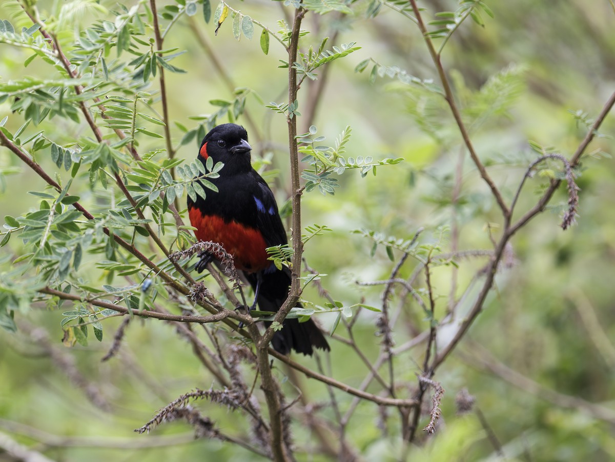 Scarlet-bellied Mountain Tanager - ML287123591
