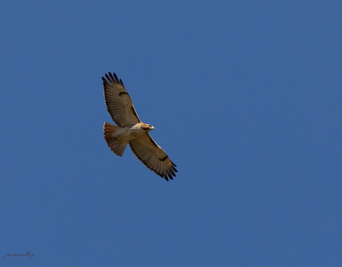 Red-tailed Hawk - ML287125031