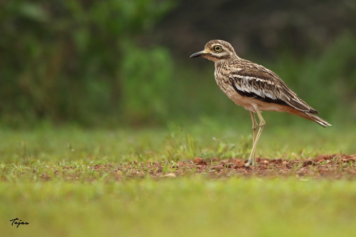 Indian Thick-knee - tejas k rao