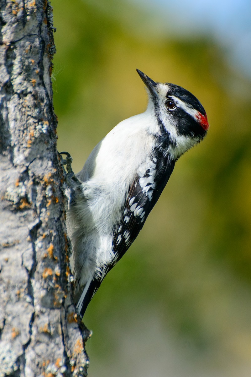 Downy Woodpecker - ML287135851
