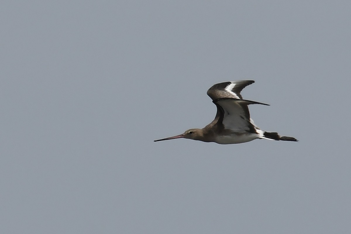 Black-tailed Godwit - Daryl Dell