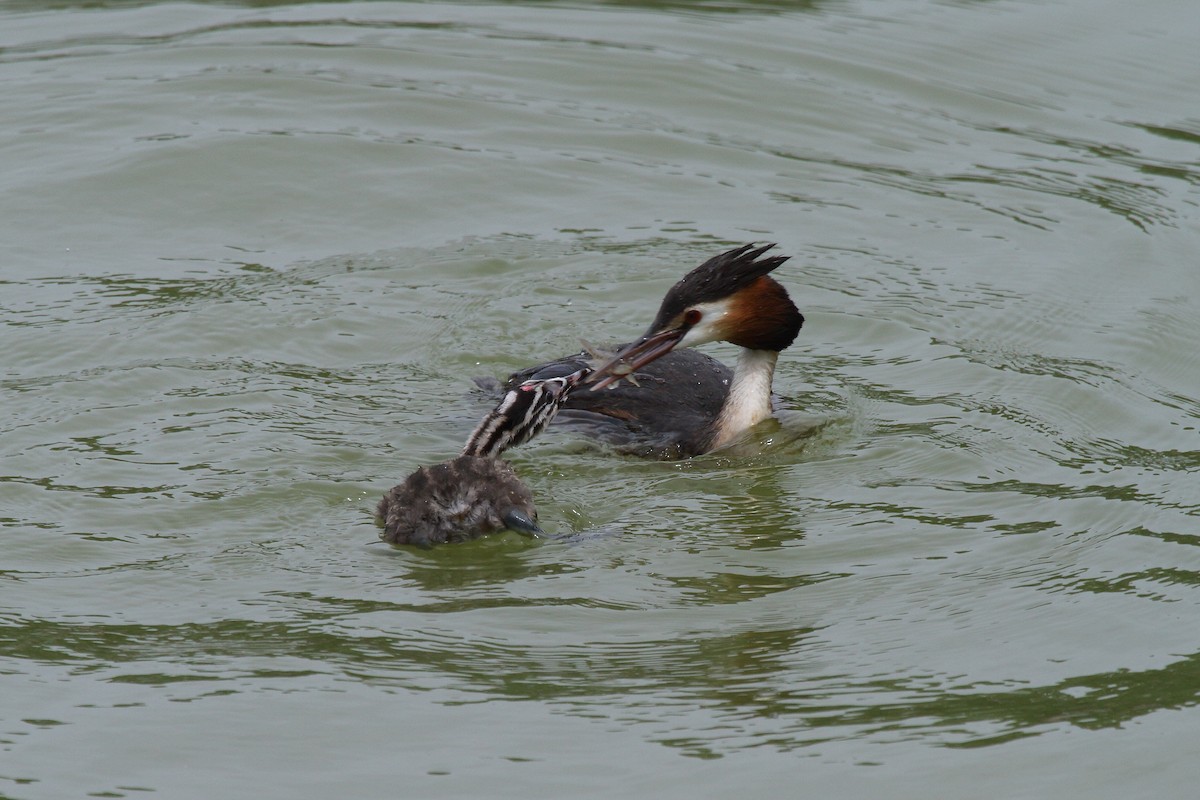 Great Crested Grebe - ML28714141